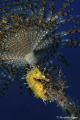 Shadow of a Spirographis spallanzani I found this glittering Hippocampus guttulatus. Deep 18m, Nikon D700, Hugyfot housing, Nikon AFS 105mm f2,8 VR, SB800 housing Foto Leone, Subtronic Alpha Pro 